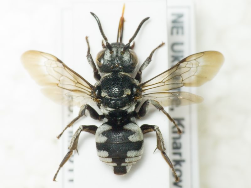 Hymenoptera